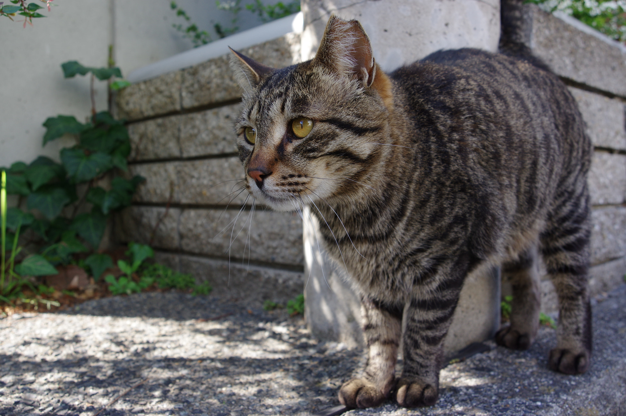 Pentax K-3 II sample photo. Patrol photography