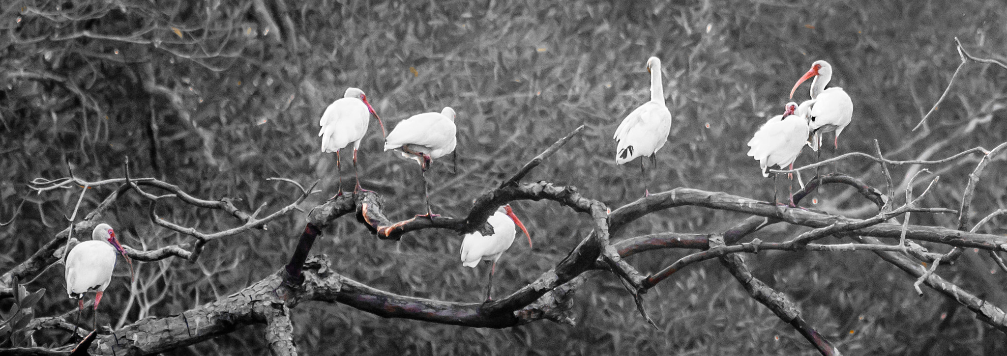 Sigma 70-300mm F4-5.6 APO DG Macro sample photo. Ibis interlude photography