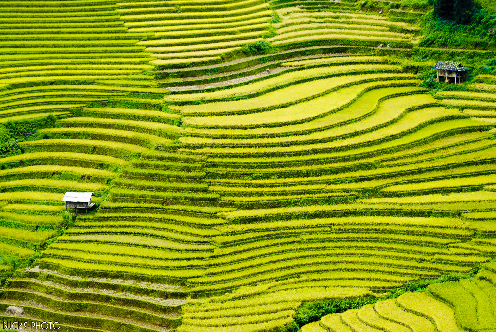 Nikon D200 sample photo. Lines and pattern photography