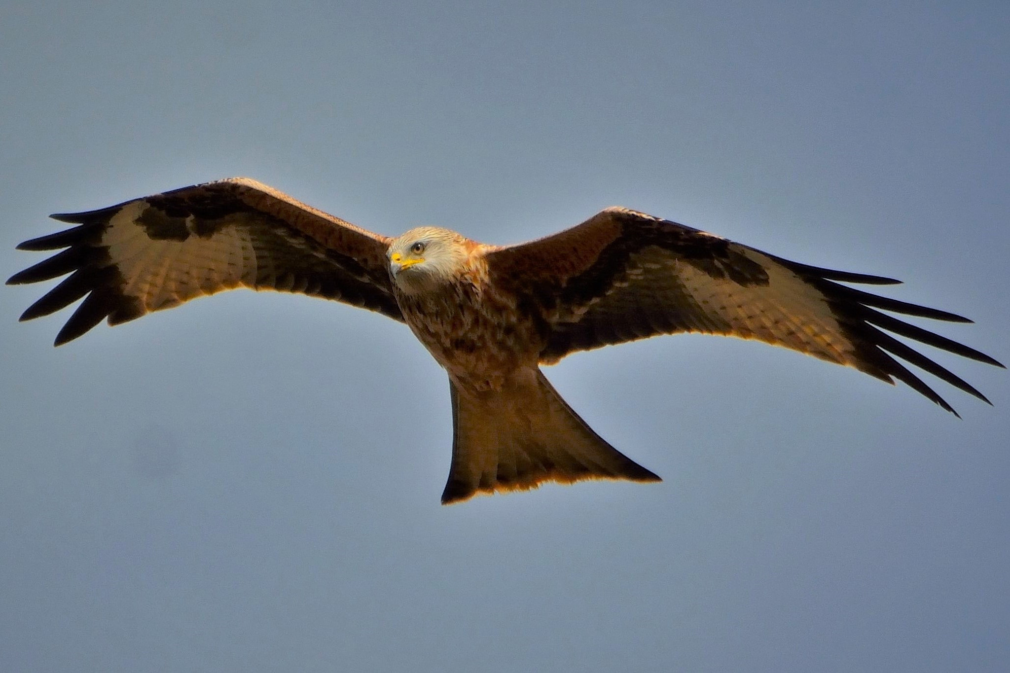 Sigma 120-400mm F4.5-5.6 DG OS HSM sample photo. Red kite photography