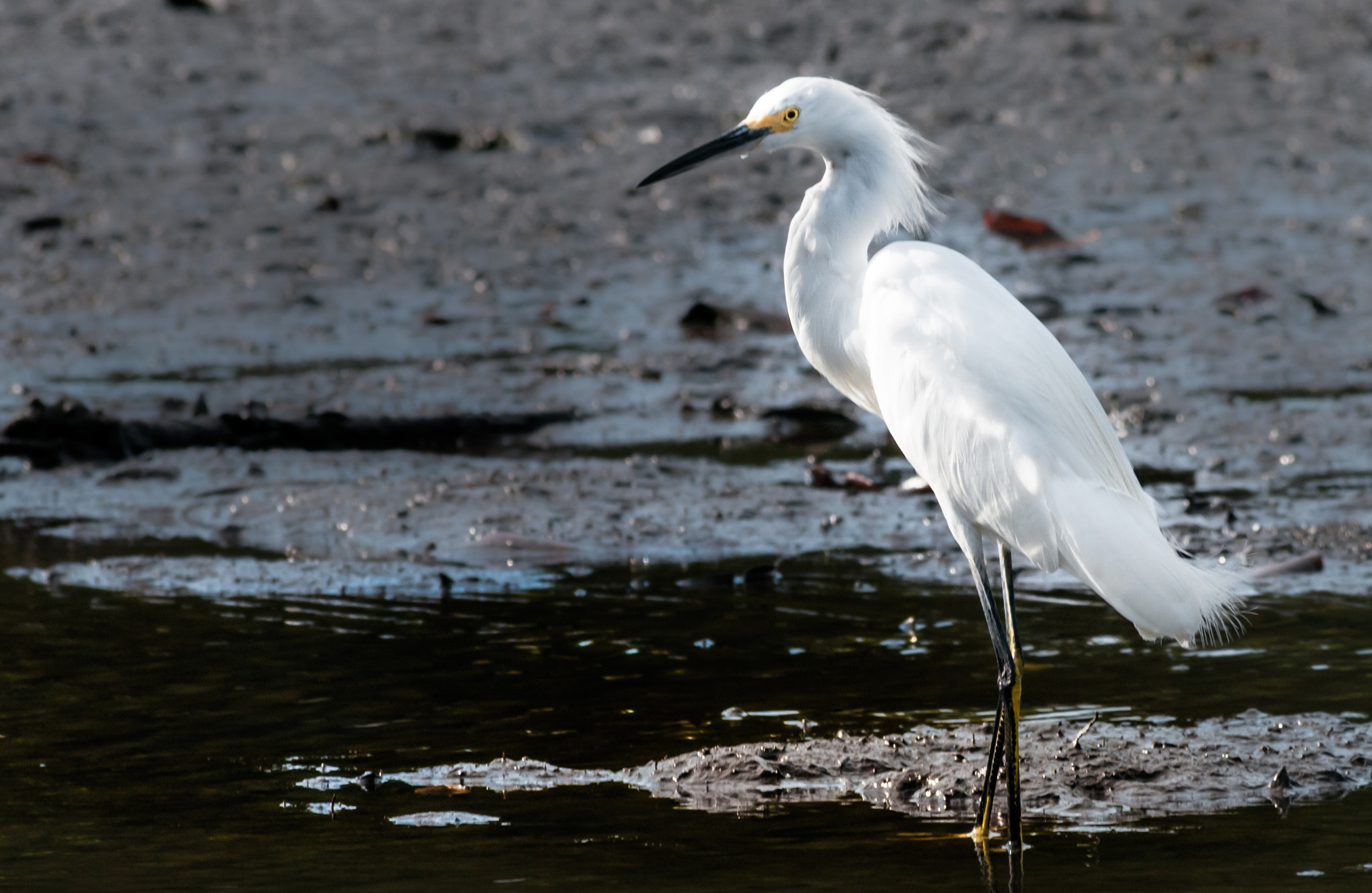 Sigma 70-300mm F4-5.6 APO DG Macro sample photo. Snowy egret photography