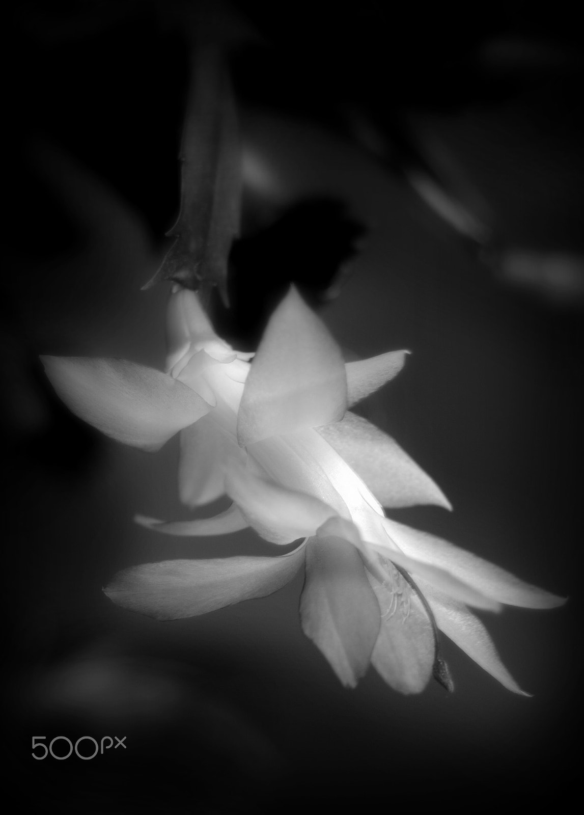 Sigma 28-90mm F3.5-5.6 Macro sample photo. Christmas cactus photography