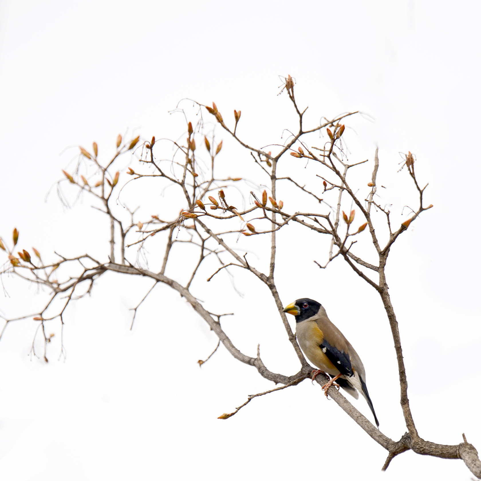 Sony 70-400mm F4-5.6 G SSM II sample photo. 【原摄】蜡嘴鸟盼春 photography