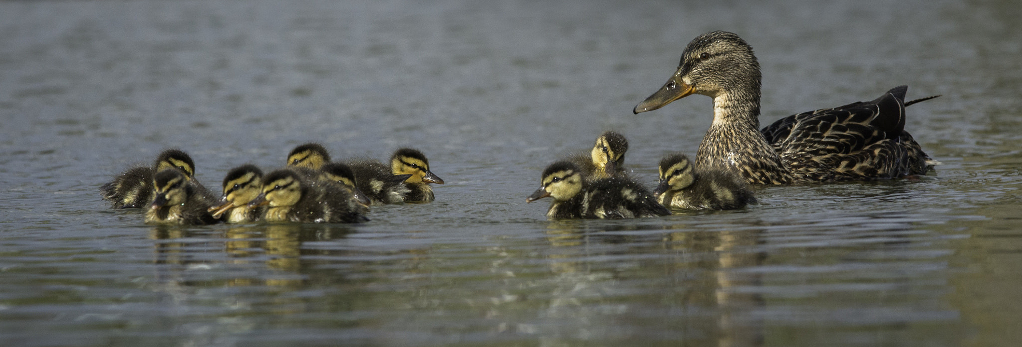 Canon EOS 70D + Sigma 50-500mm F4.5-6.3 DG OS HSM sample photo. Duck younglings photography