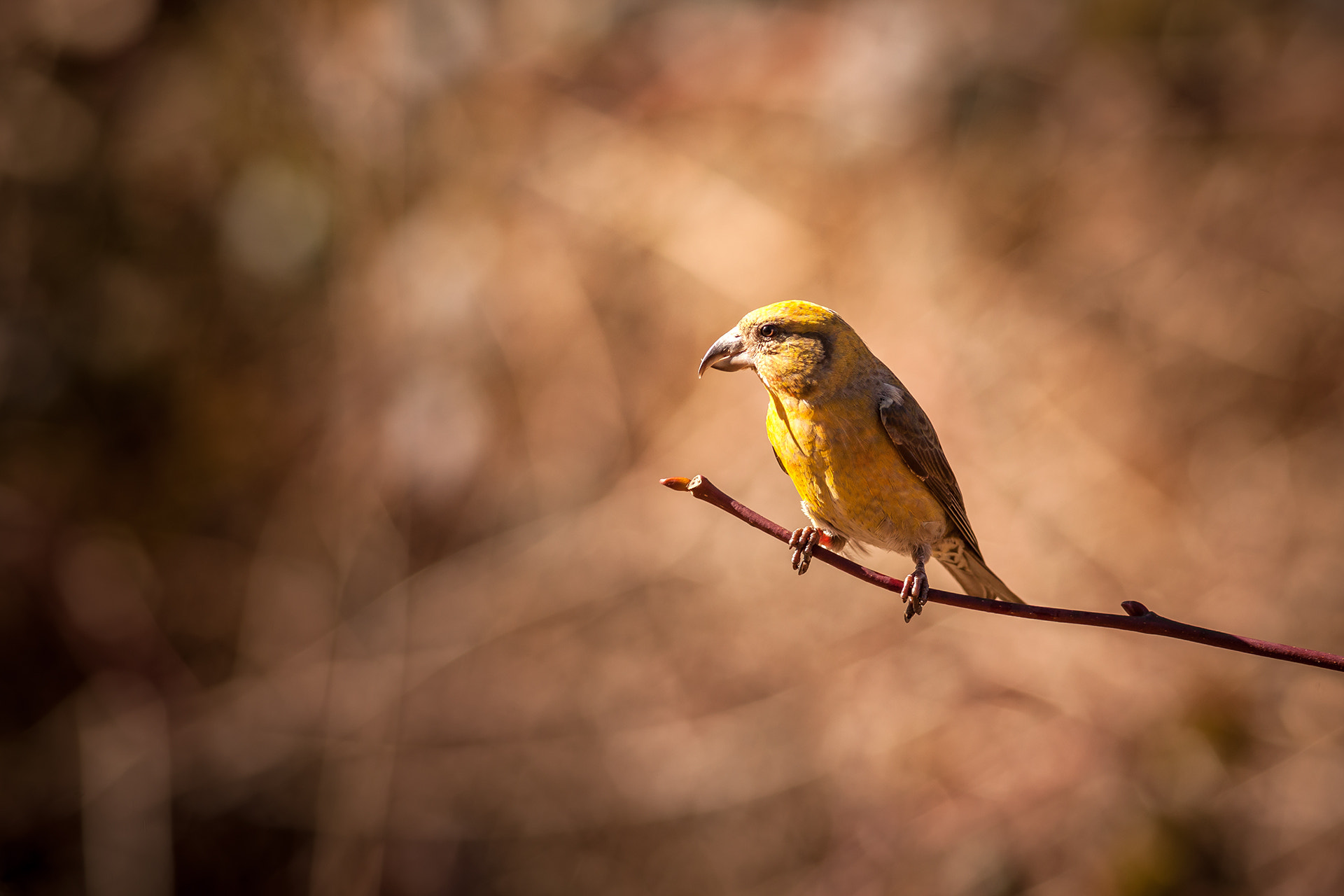 Canon EF 400mm F5.6L USM sample photo. Fichtenkreuzschnabel photography