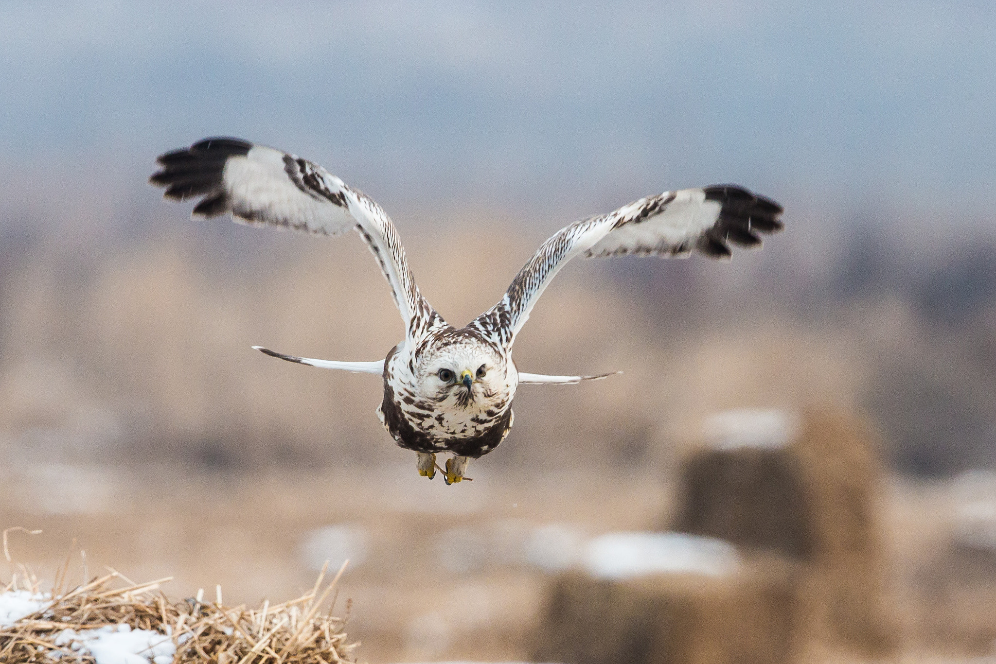 Canon EOS 70D + Canon EF 300mm F2.8L IS II USM sample photo. Rough-legged buzzard photography