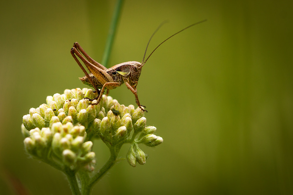Canon EOS 40D + Canon EF 100mm F2.8L Macro IS USM sample photo. Grasshoper photography