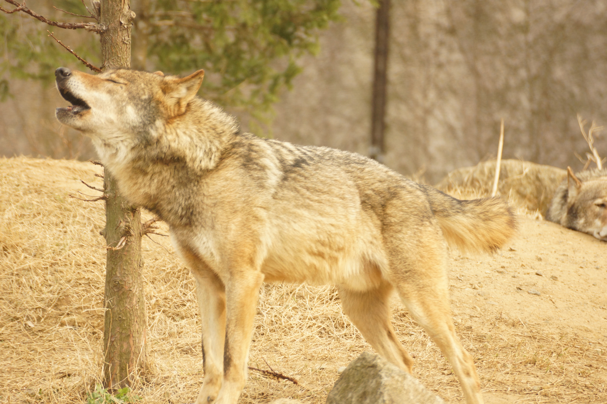 Sony DT 55-300mm F4.5-5.6 SAM sample photo. Howling photography