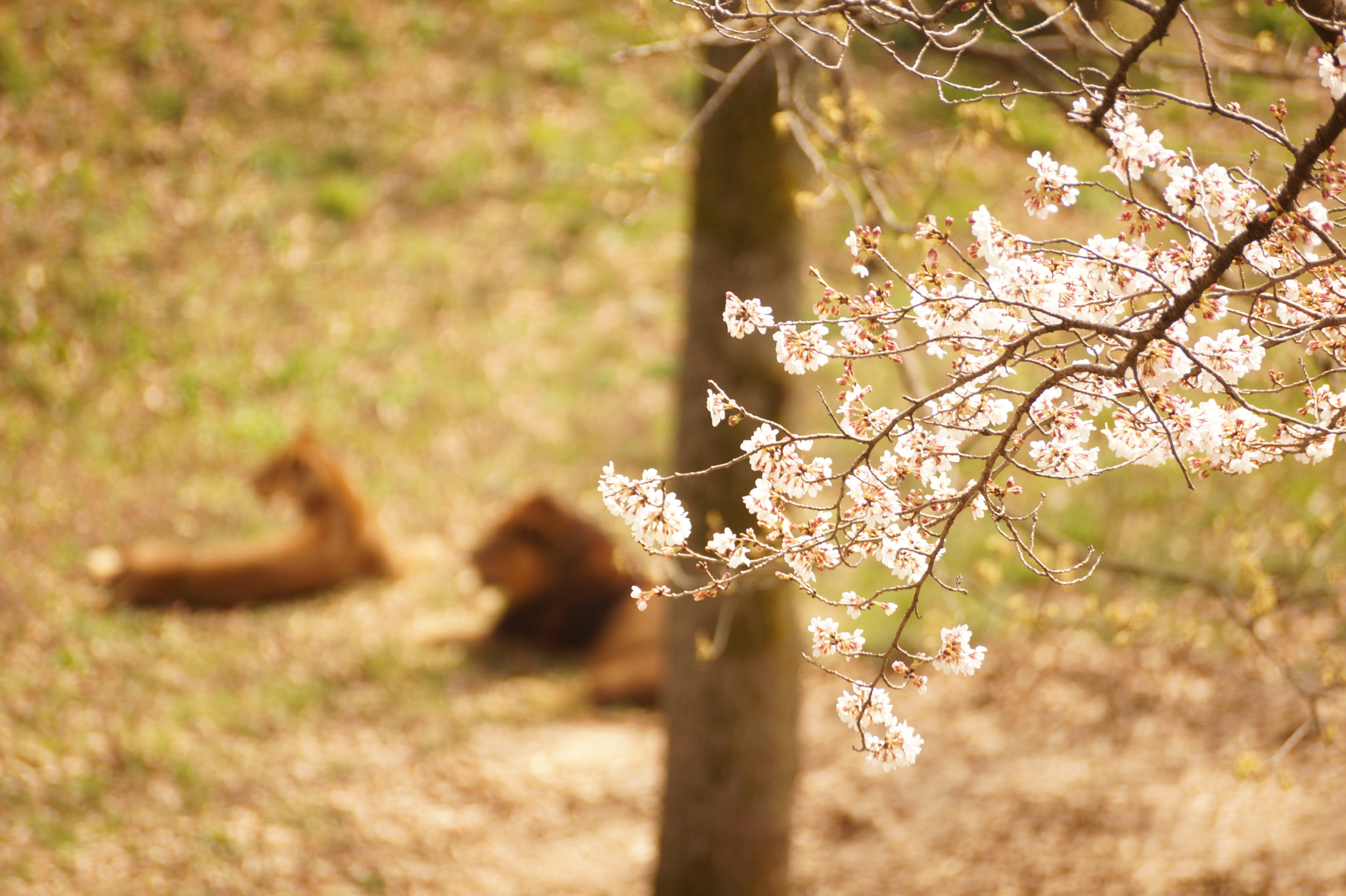 Sony SLT-A65 (SLT-A65V) + Sony DT 55-300mm F4.5-5.6 SAM sample photo. Cherry blossom and lions photography