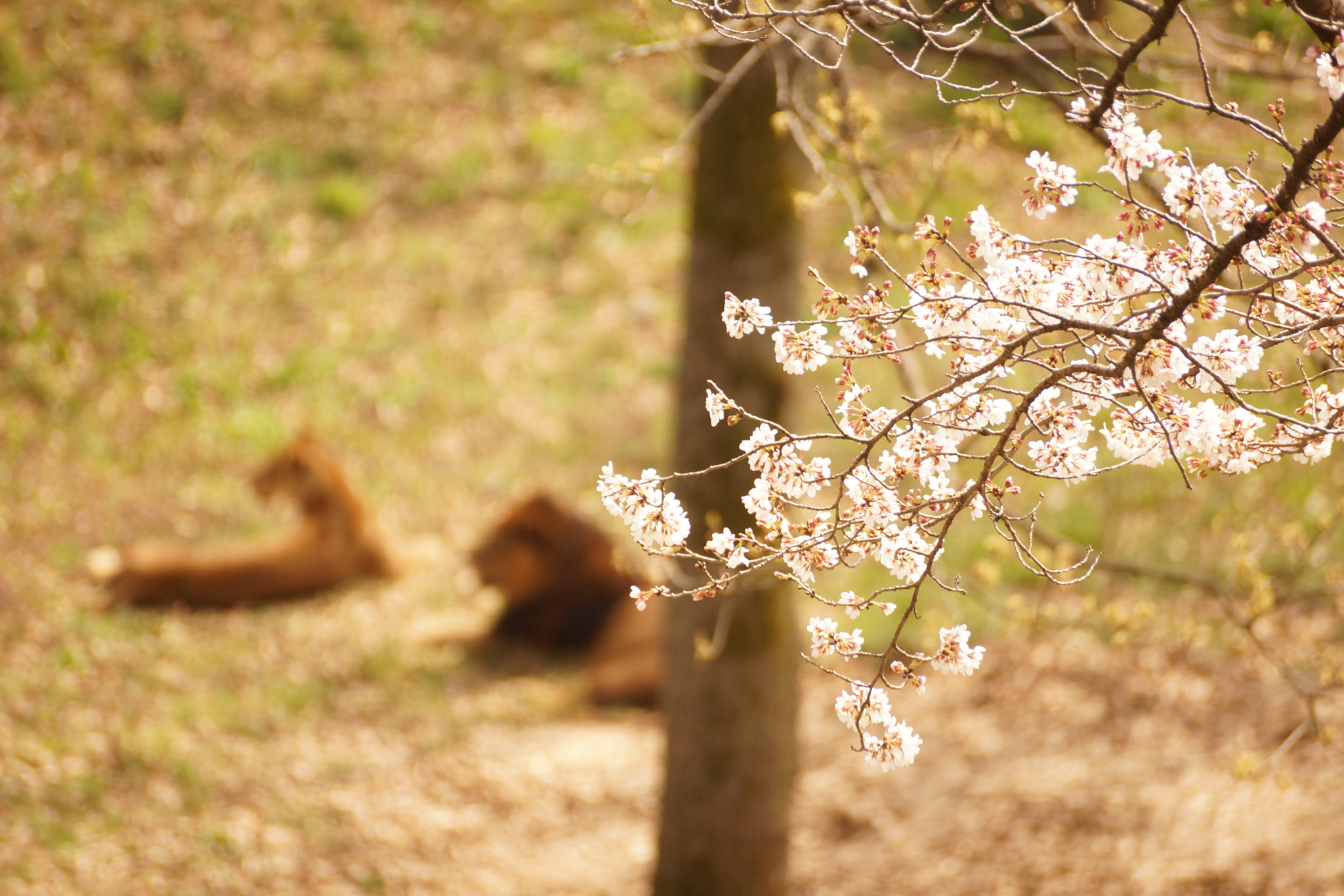 Sony DT 55-300mm F4.5-5.6 SAM sample photo. Cherry blossom and lions photography