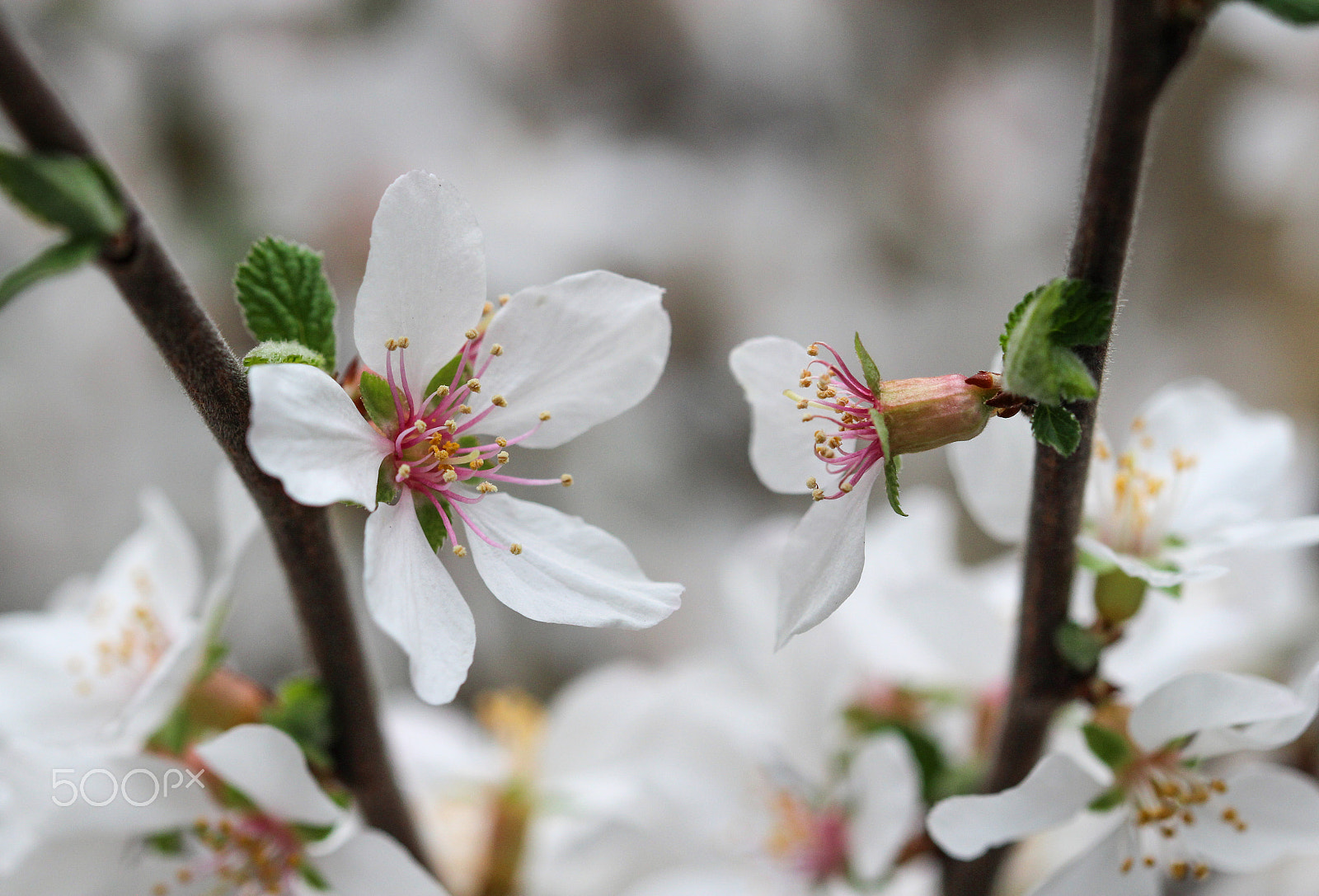 Sigma 105mm F2.8 EX DG OS HSM sample photo. 5 to 2 photography