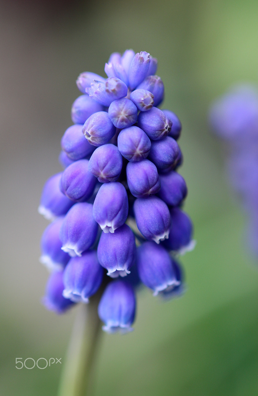 Canon EOS 600D (Rebel EOS T3i / EOS Kiss X5) + Sigma 105mm F2.8 EX DG OS HSM sample photo. Grape hyacinth iteration photography