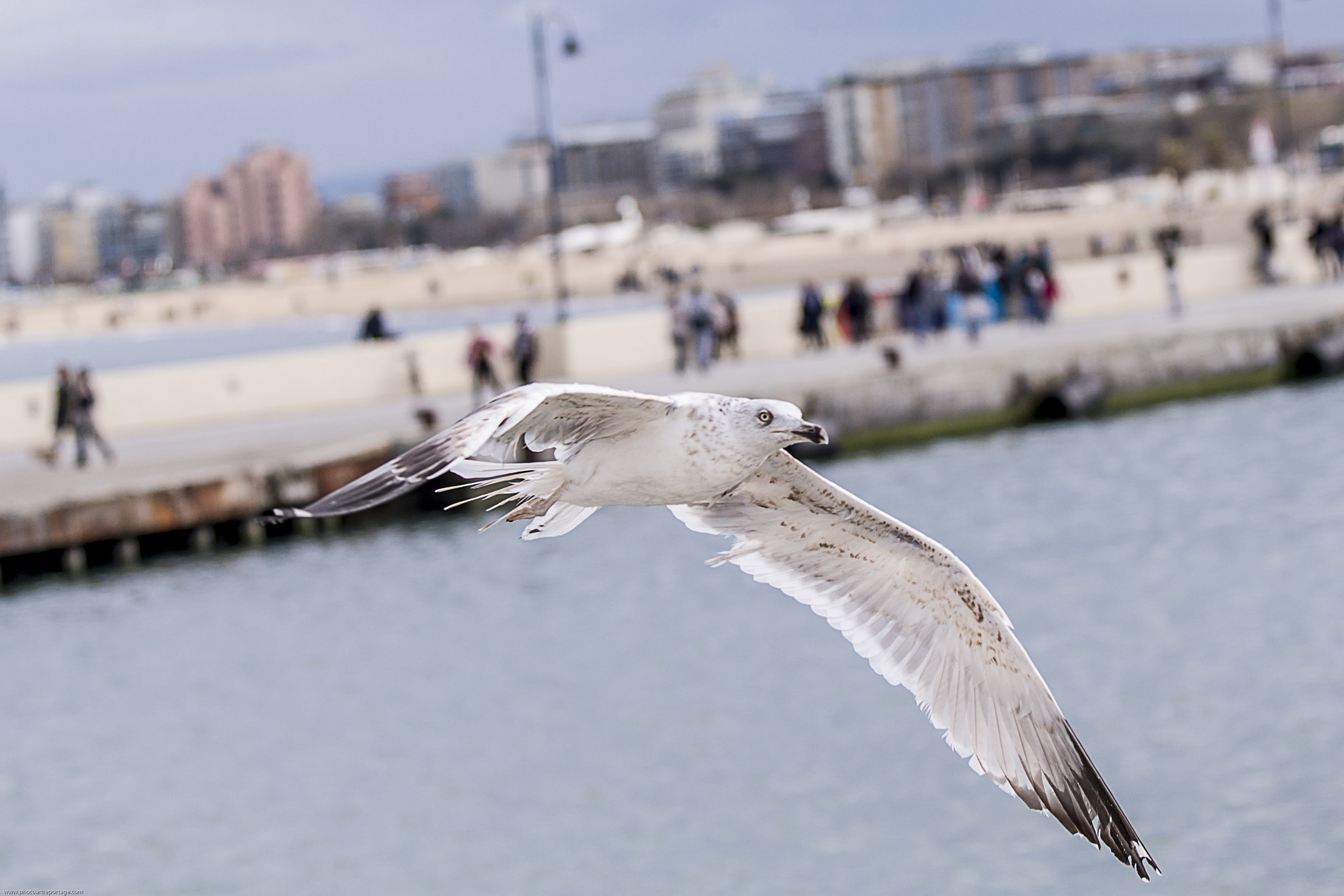Canon EF 70-200mm F2.8L IS II USM sample photo. Cuchel photography