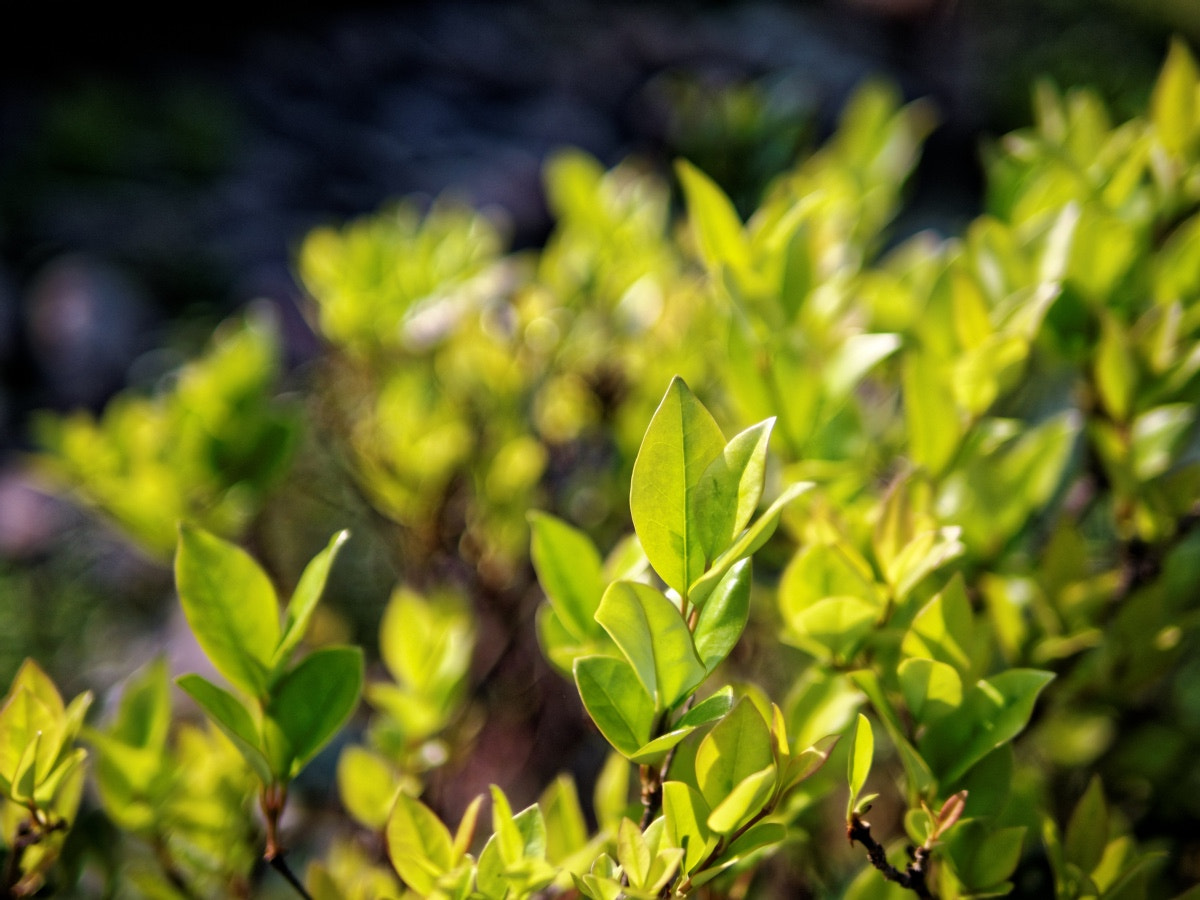 Olympus PEN E-P5 + Panasonic Leica DG Summilux 25mm F1.4 II ASPH sample photo. 春 / 绿 photography