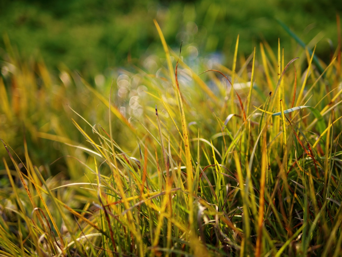 Olympus PEN E-P5 + Panasonic Leica DG Summilux 25mm F1.4 II ASPH sample photo. 春 photography