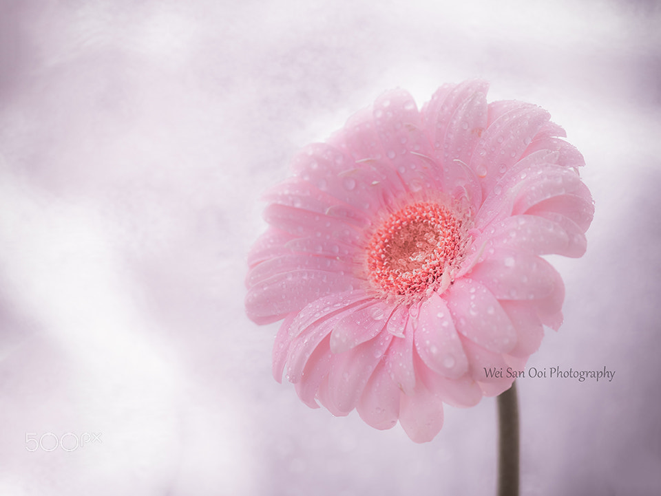 Panasonic Leica DG Macro-Elmarit 45mm F2.8 ASPH OIS sample photo. Gerbera daisy 08 photography