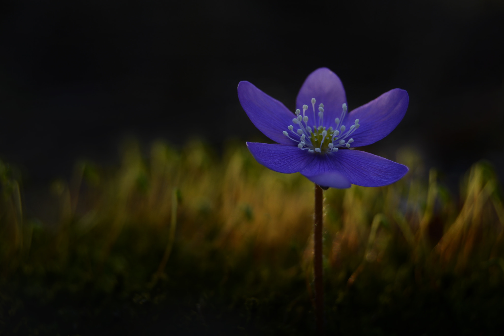 Nikon AF Nikkor 85mm F1.8D sample photo. Spring is here! photography