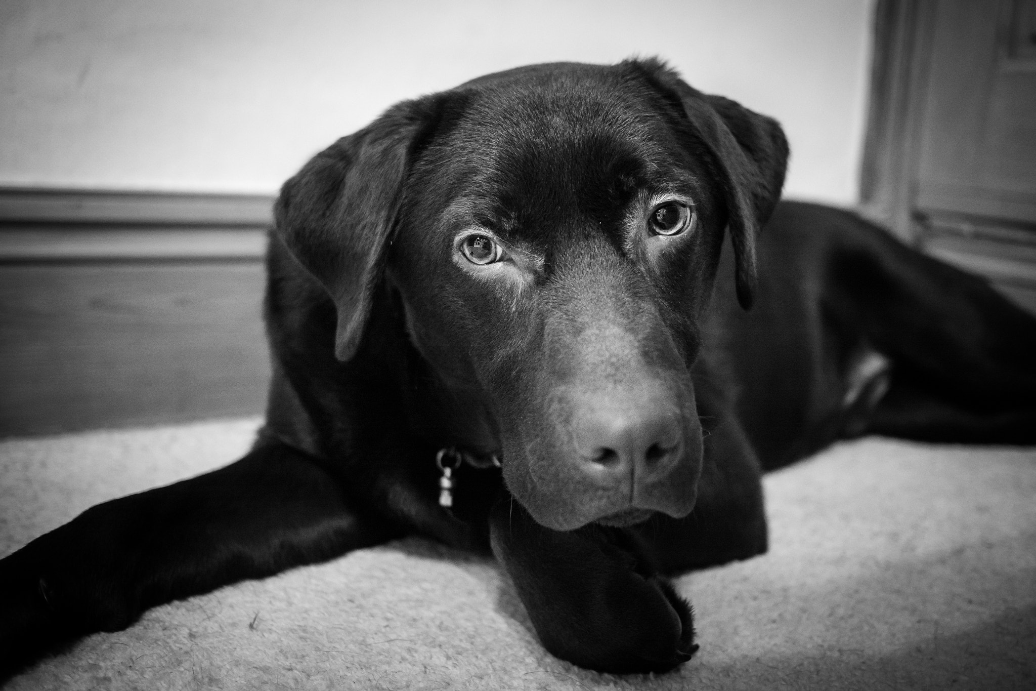 Olympus OM-D E-M10 II + Panasonic Lumix G 20mm F1.7 ASPH sample photo. Hank bw photography
