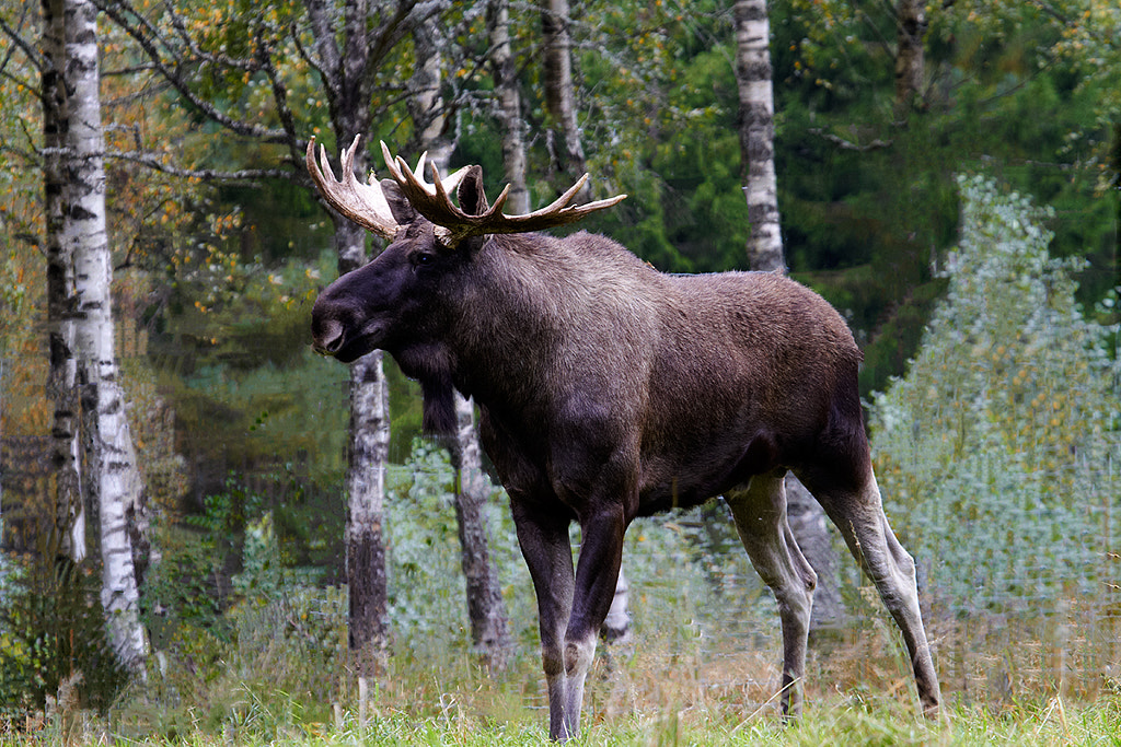 Swedish Elk by Susie Knudsen 🇩🇰 / 500px