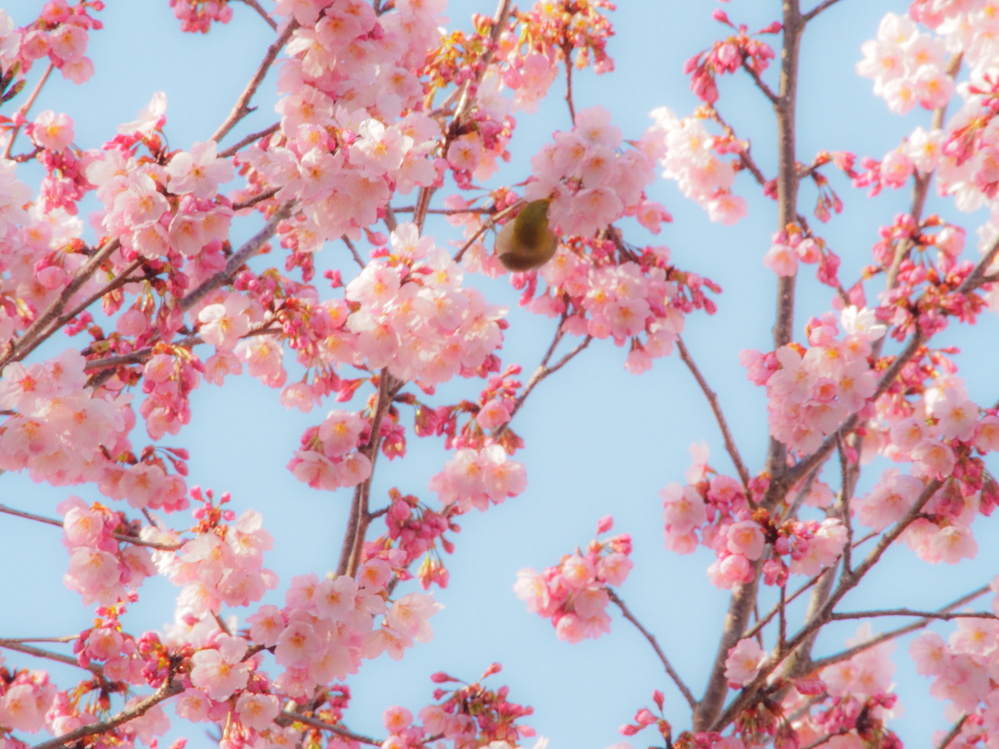 Olympus PEN E-PL6 + Olympus M.Zuiko ED 75-300mm F4.8-6.7 II sample photo. Sakura (cherry blossoms) photography