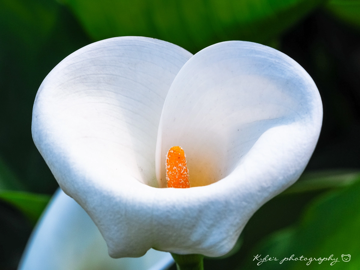 Olympus OM-D E-M1 + Sigma 150mm F2.8 EX DG Macro HSM sample photo. 海芋♡ photography