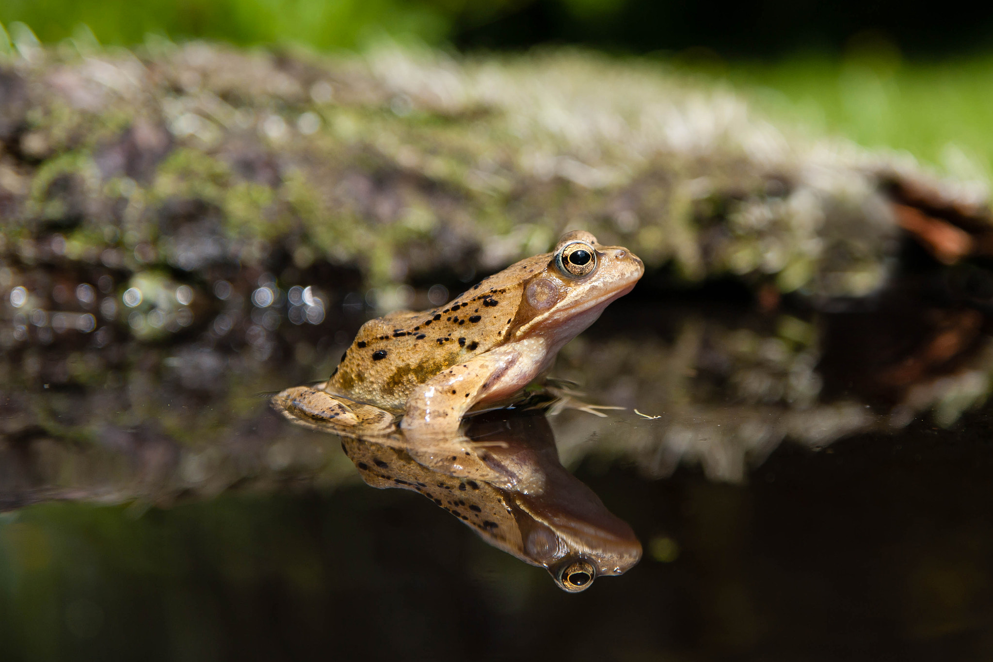 Pentax K-7 sample photo. Cat_5367.jpg photography