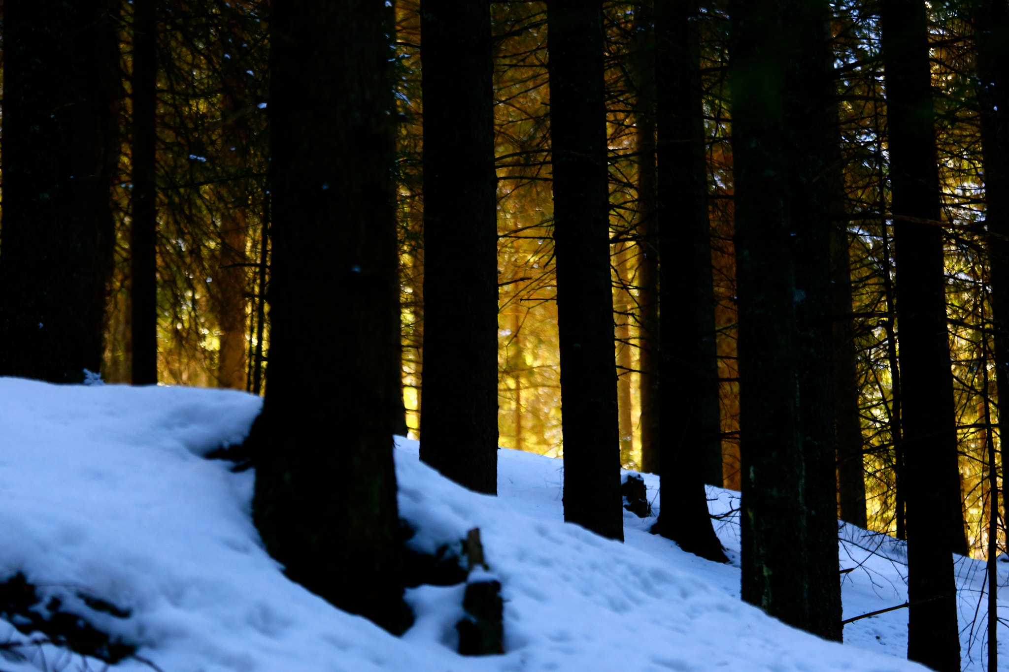 Canon EF 70-200mm F4L IS USM sample photo. L'oro nascosto (hidden gold) photography