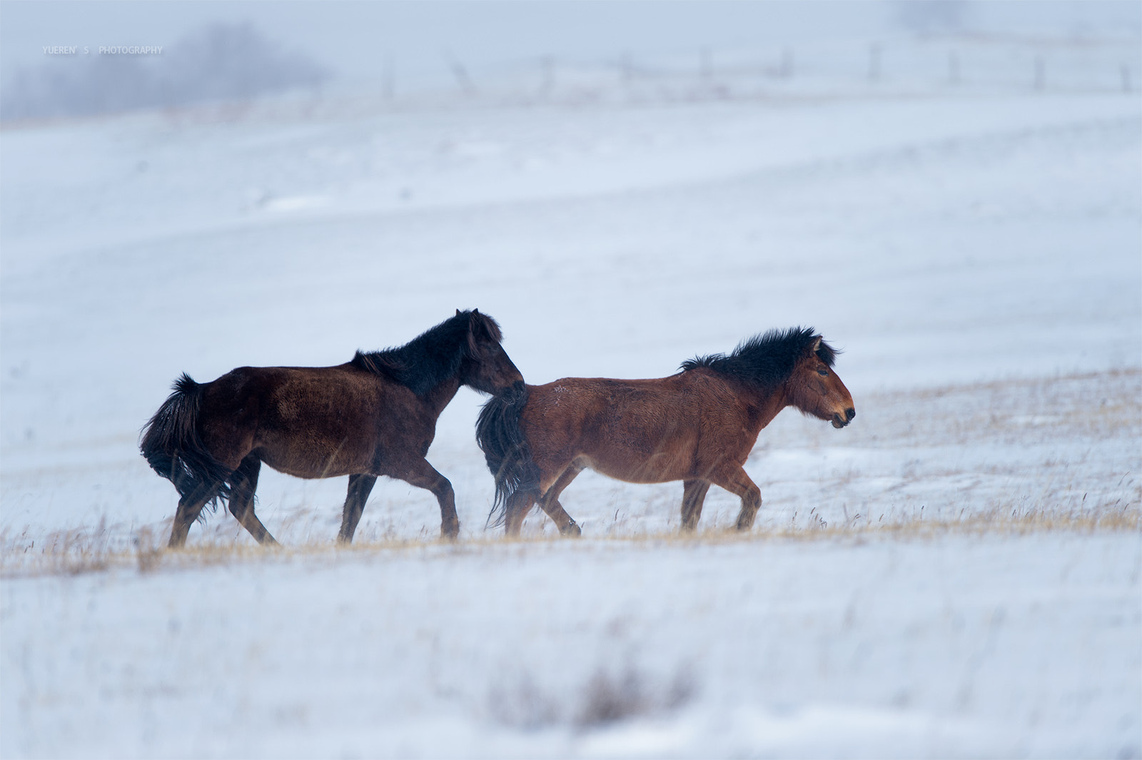 Nikon D4S + Nikon AF-S Nikkor 600mm F4G ED VR sample photo. 蒙古马 风雪同行 photography