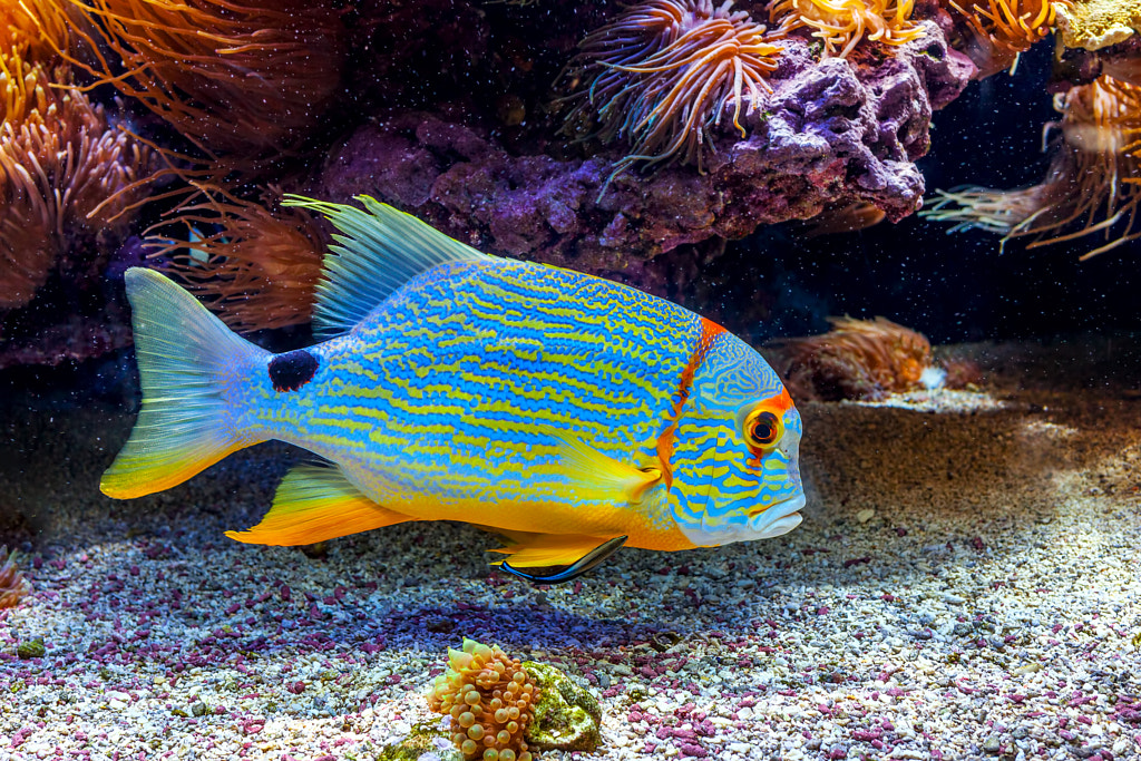 Colorful exotic fish in aquarium. by Rostislav Glinsky on 500px.com
