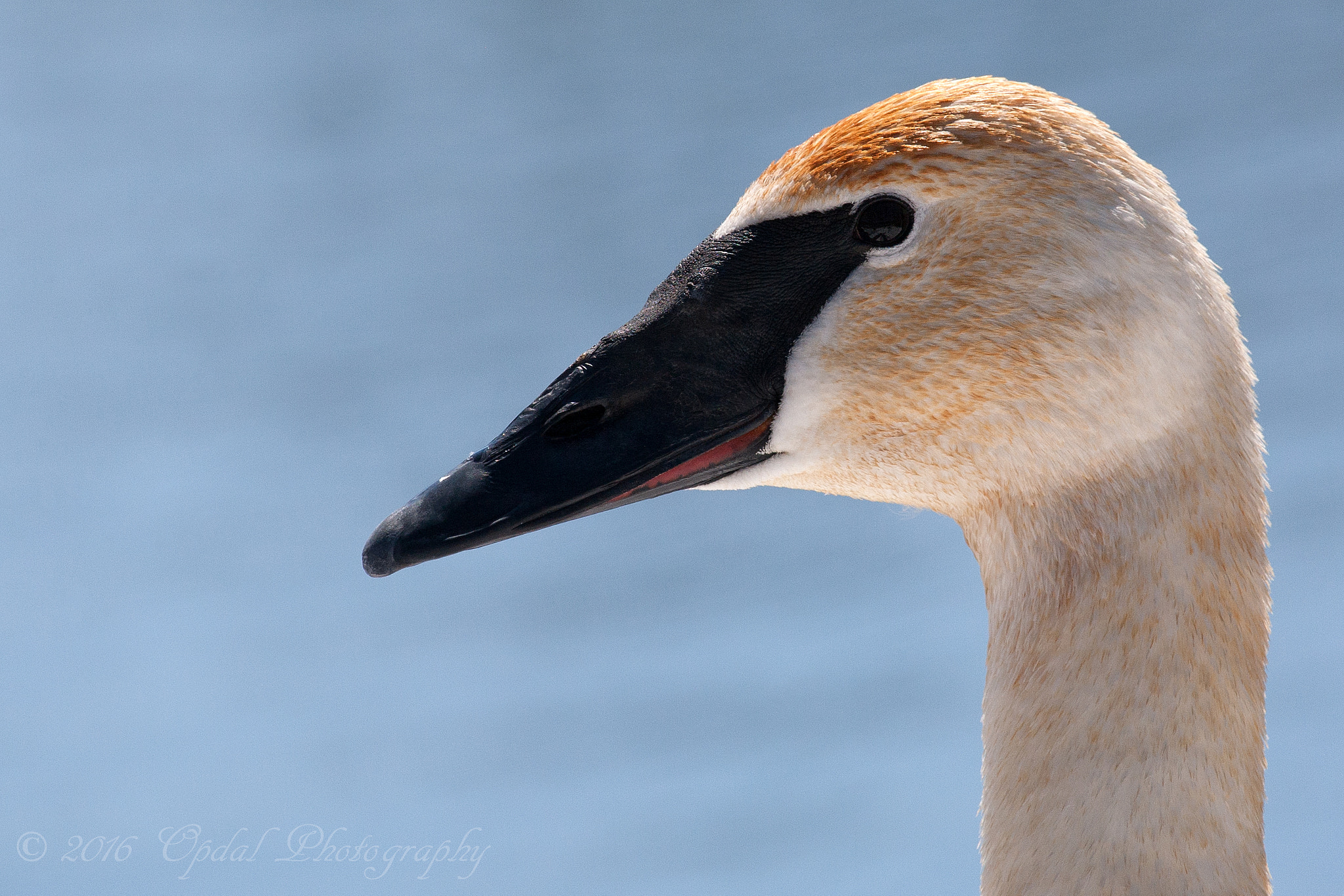 Canon EF 100-400mm F4.5-5.6L IS USM sample photo. Trumpeter swan﻿ photography
