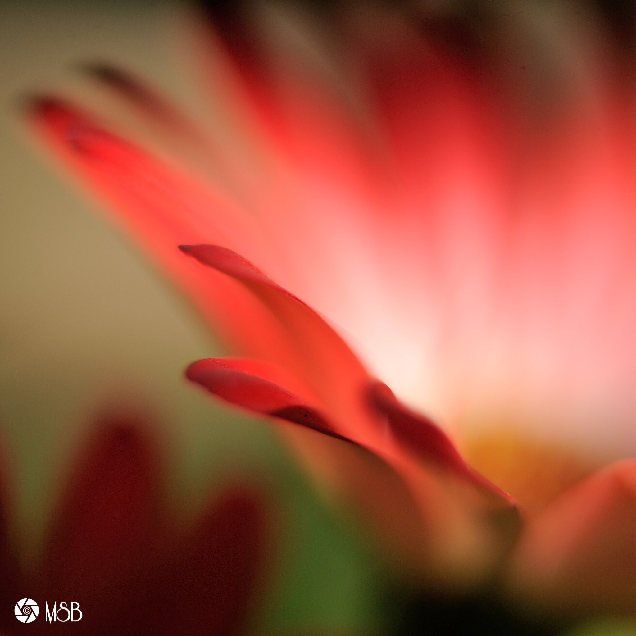 Nikon AF-S Micro-Nikkor 60mm F2.8G ED sample photo