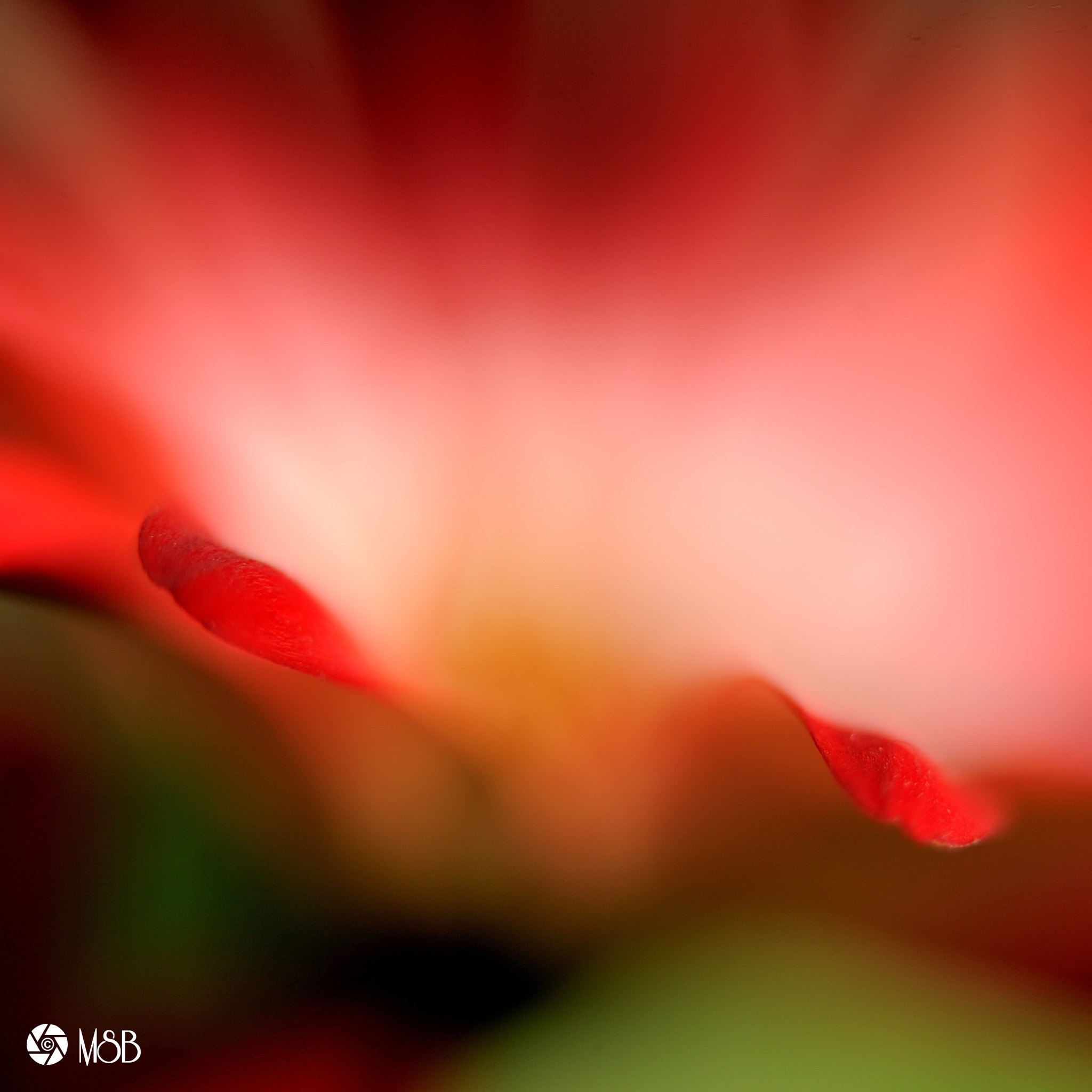 Nikon AF-S Micro-Nikkor 60mm F2.8G ED sample photo