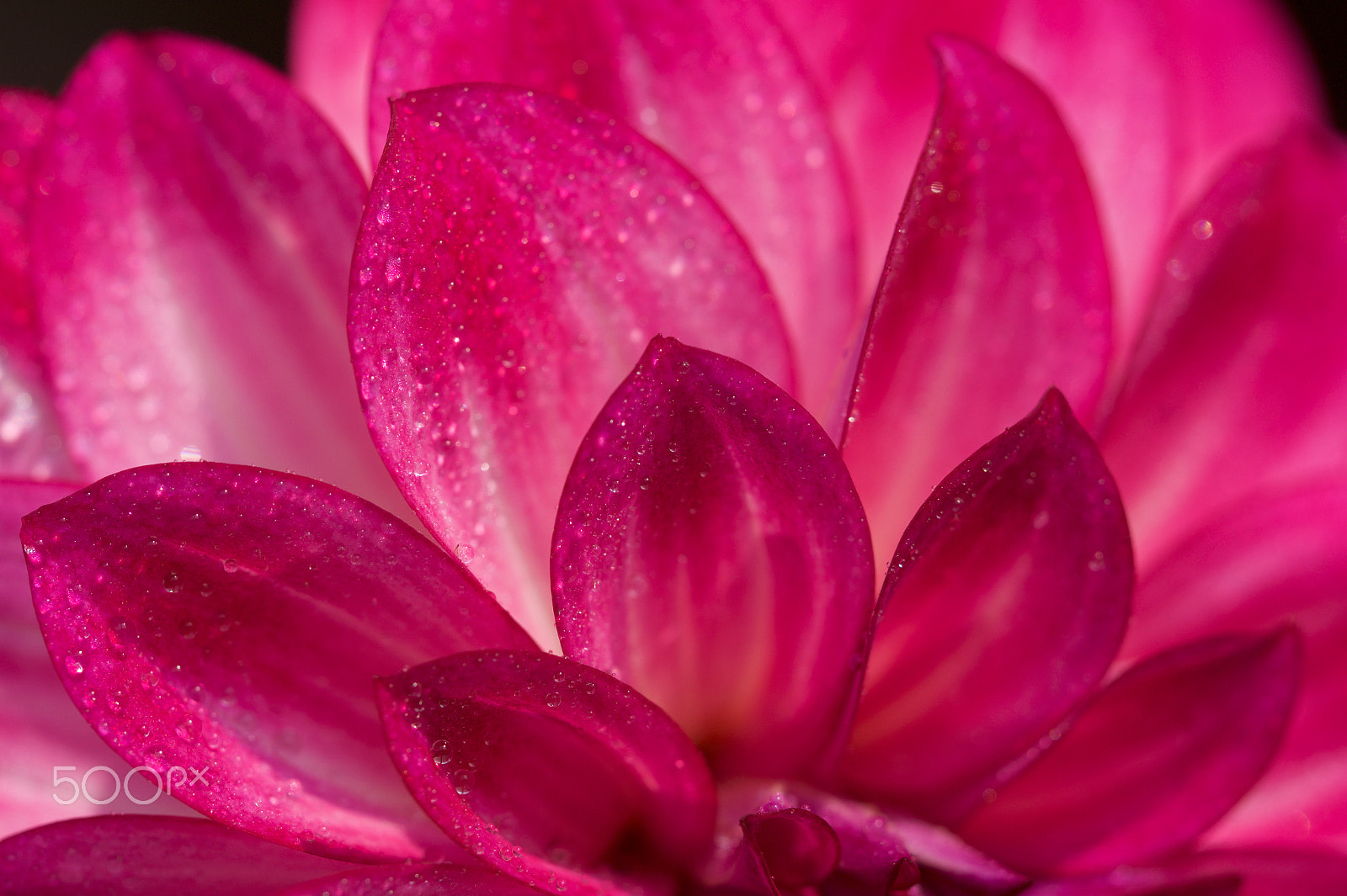 Sony SLT-A58 + 90mm F2.8 Macro SSM sample photo. Magic flower.jpg photography