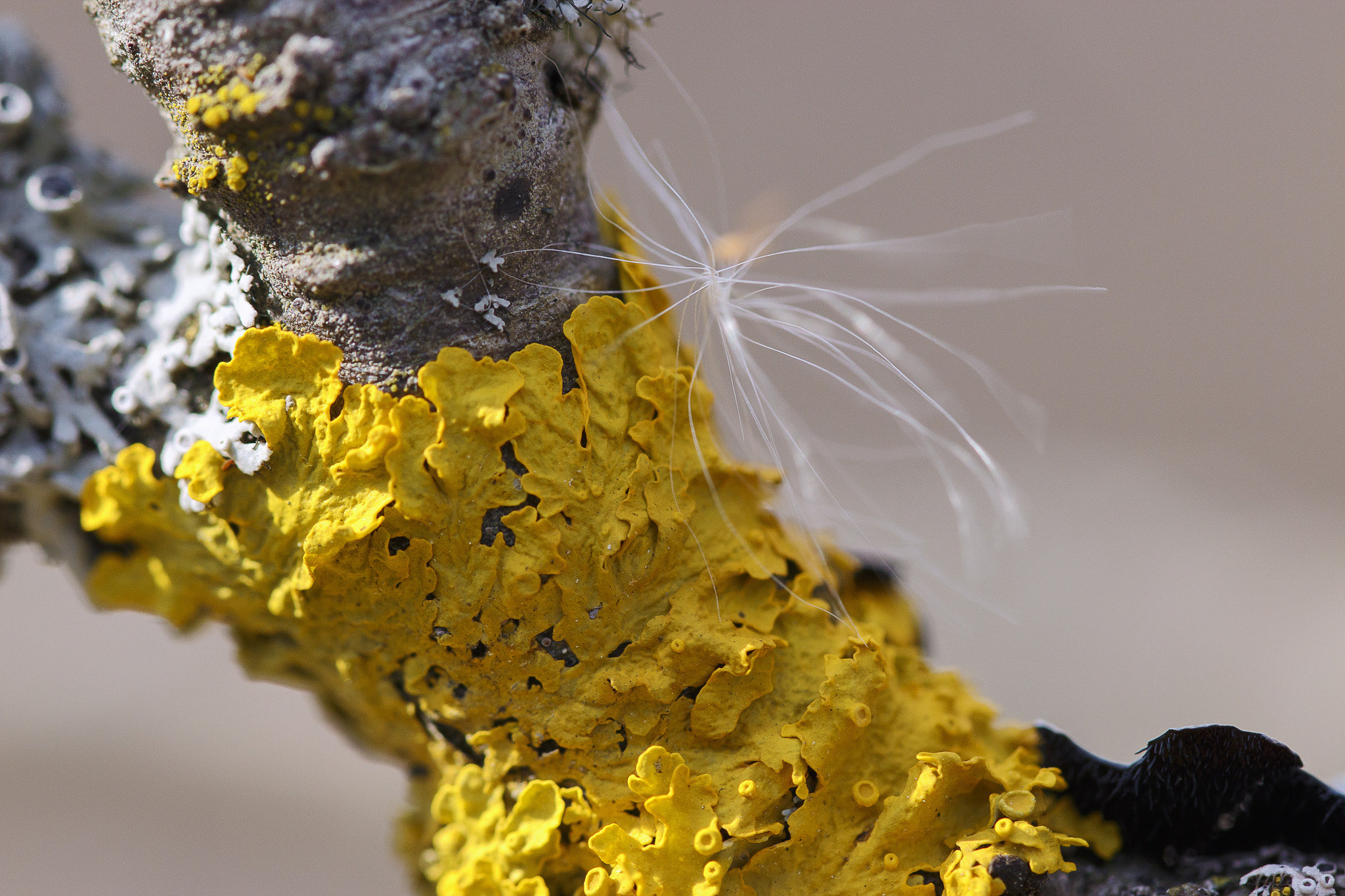 Sigma 105mm F2.8 EX DG OS HSM sample photo. On the branch photography
