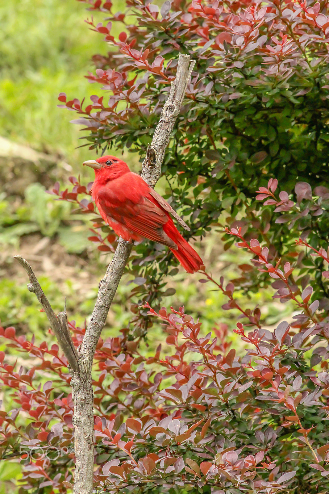 Canon EOS 550D (EOS Rebel T2i / EOS Kiss X4) + Canon EF 400mm F5.6L USM sample photo. Summer tanager photography