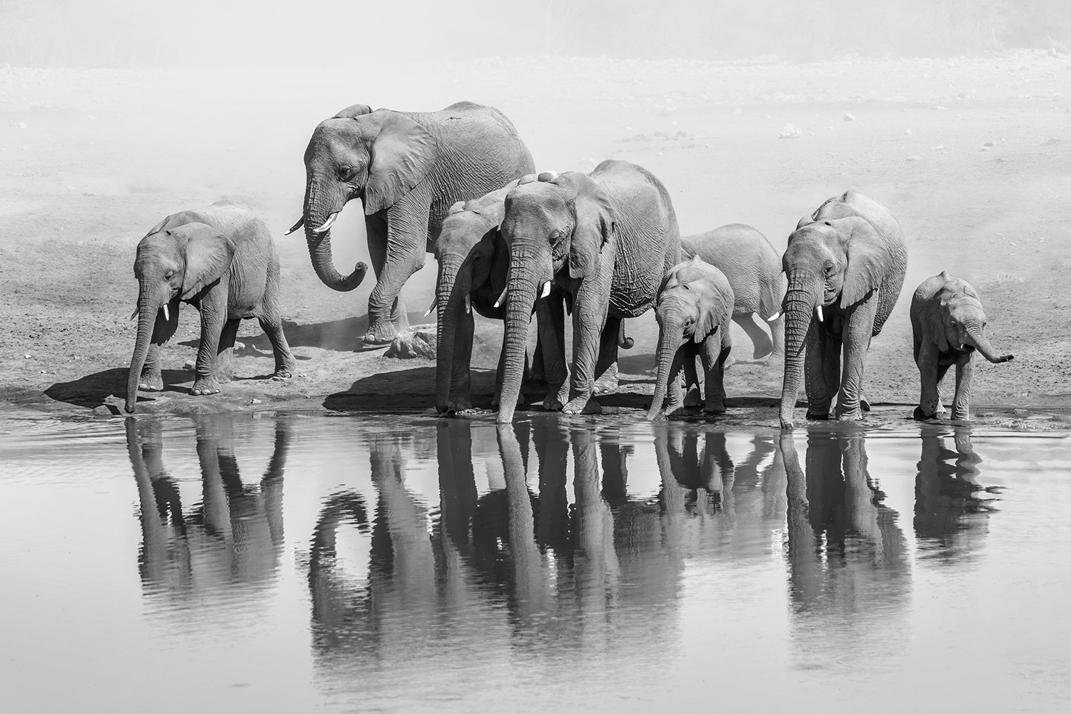 Sony a99 II + Sony 70-400mm F4-5.6 G SSM sample photo. African elephants drinking at a waterhole in etosha. photography