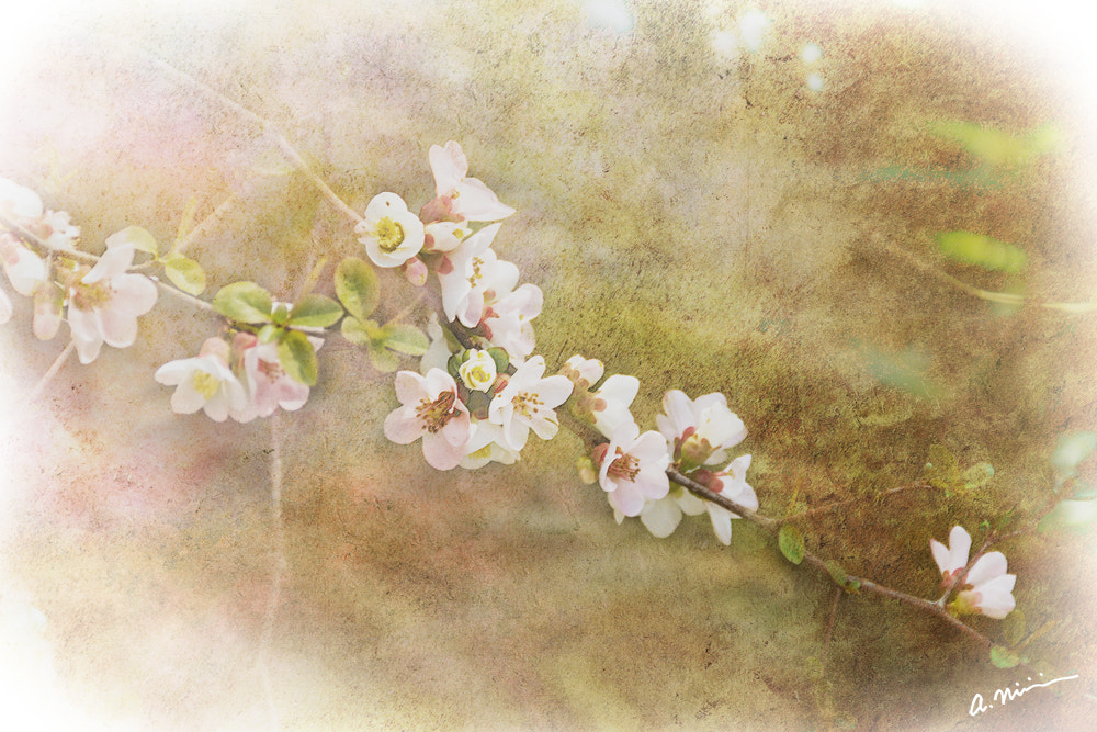 Canon EOS M3 sample photo. Spring in japan photography