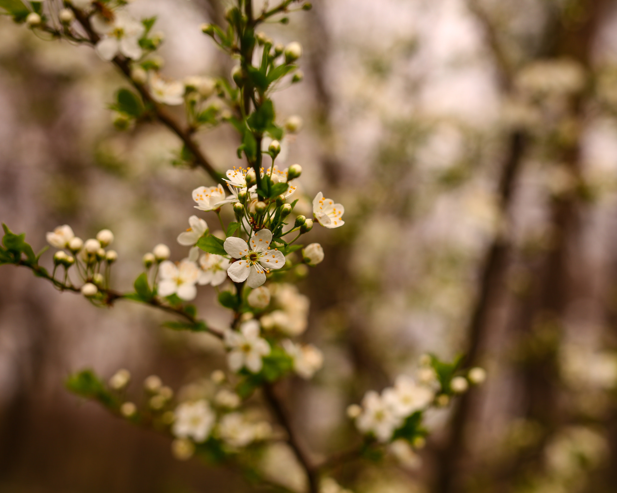 Canon EOS 5DS + ZEISS Milvus 50mm F1.4 sample photo