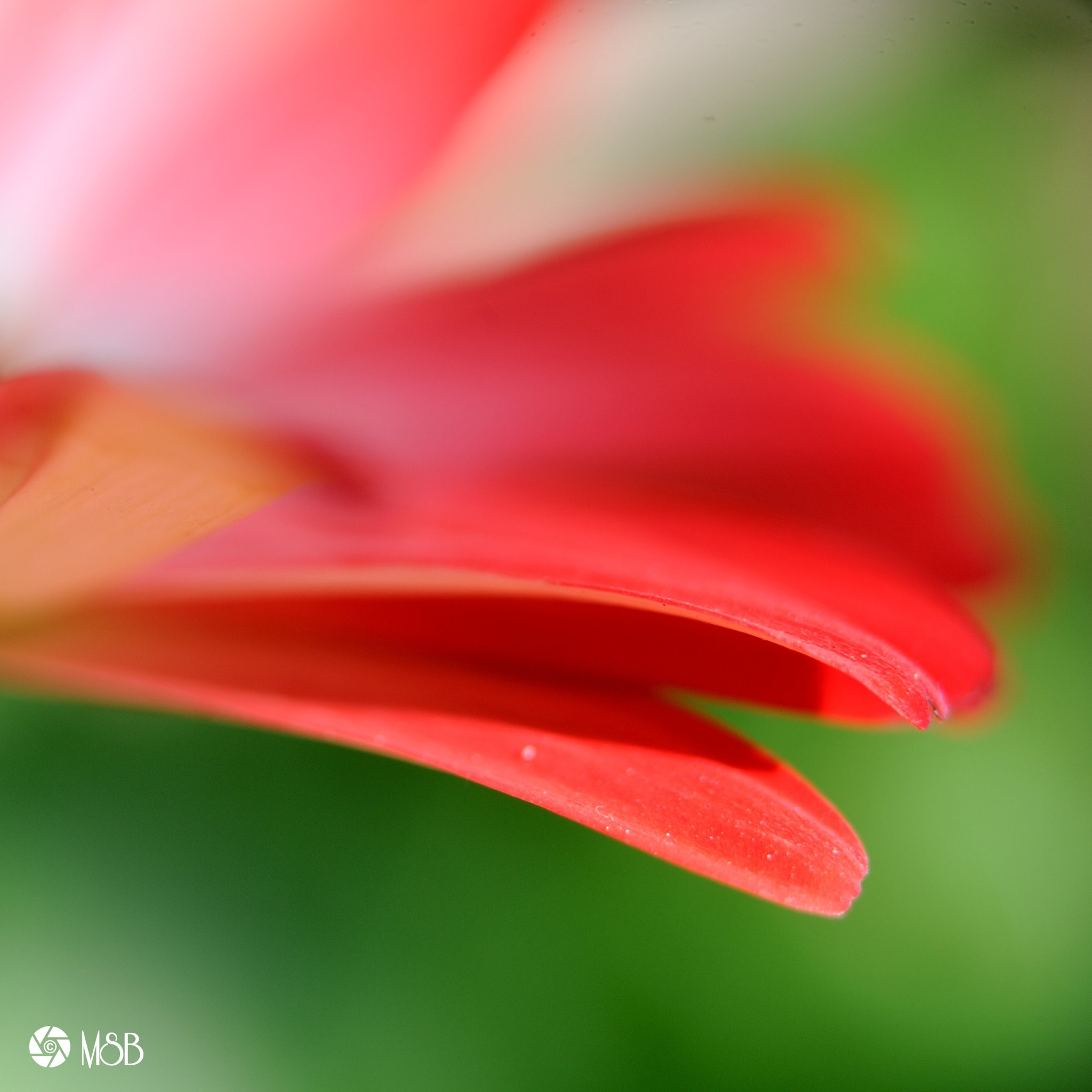 Nikon AF-S Micro-Nikkor 60mm F2.8G ED sample photo. Untitled photography