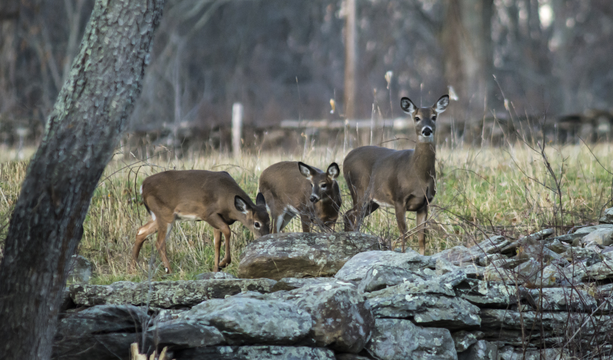 AF Nikkor 300mm f/4 IF-ED sample photo. Watchful eye photography