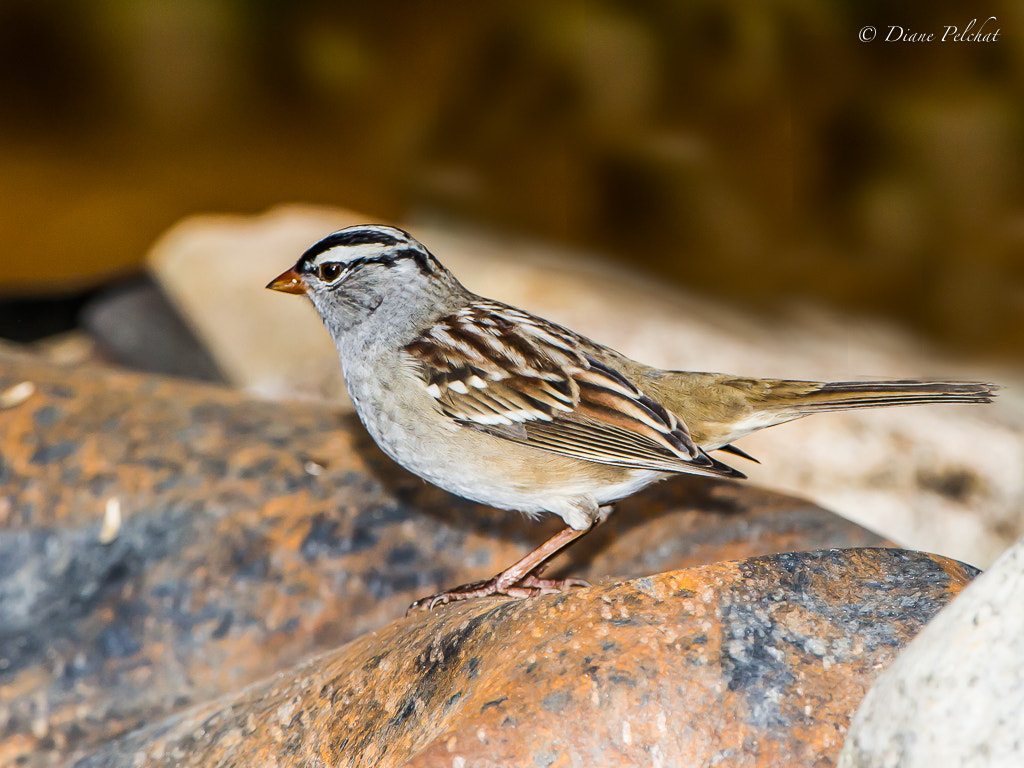 Canon EOS 60D + Canon EF 300mm F2.8L IS II USM sample photo. White-crowned sparrow photography
