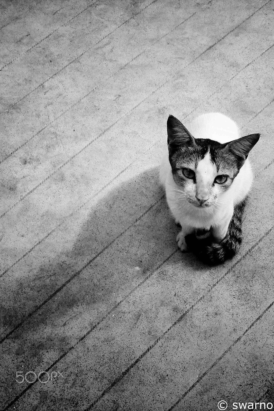 Canon PowerShot A2400 IS sample photo. Cat 3 photography