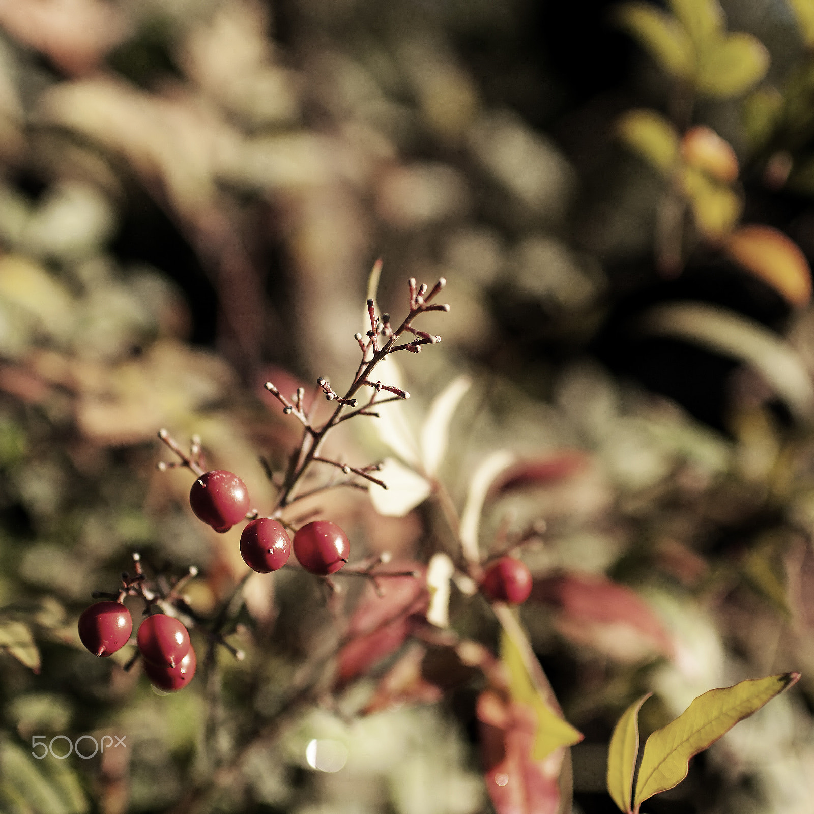 Sigma 30mm F1.4 EX DC HSM sample photo. Baies rouges photography