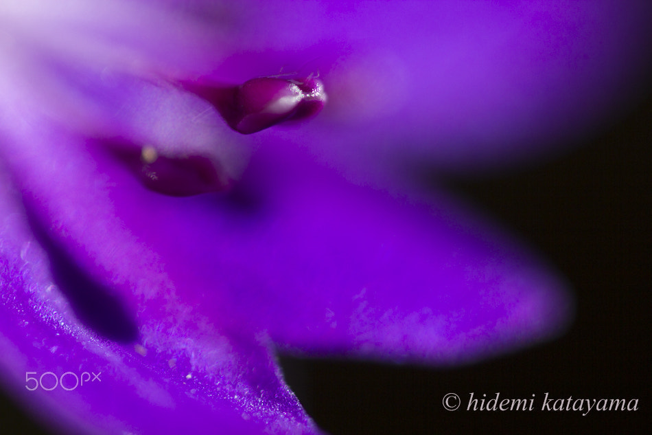 Canon MP-E 65mm F2.5 1-5x Macro Photo sample photo. Stamen of hepatica photography