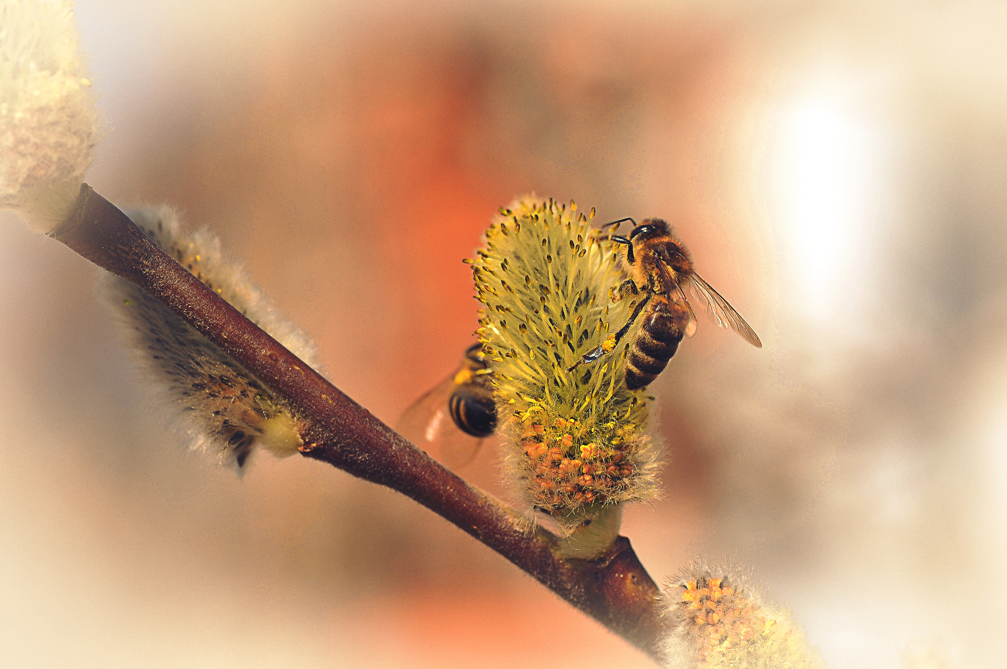 AF Micro-Nikkor 105mm f/2.8 sample photo. Весна photography