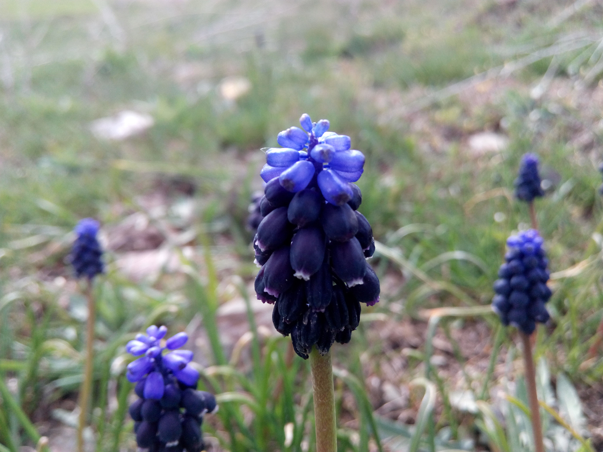 HTC DESIRE 816G DUAL SIM sample photo