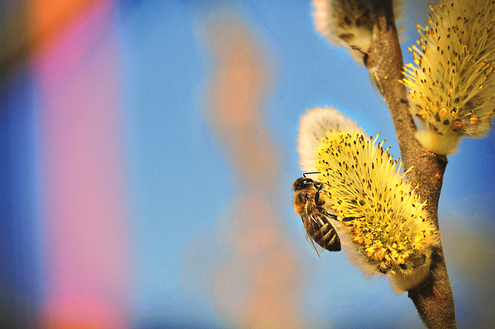 AF Micro-Nikkor 105mm f/2.8 sample photo. Цветение  вербы photography