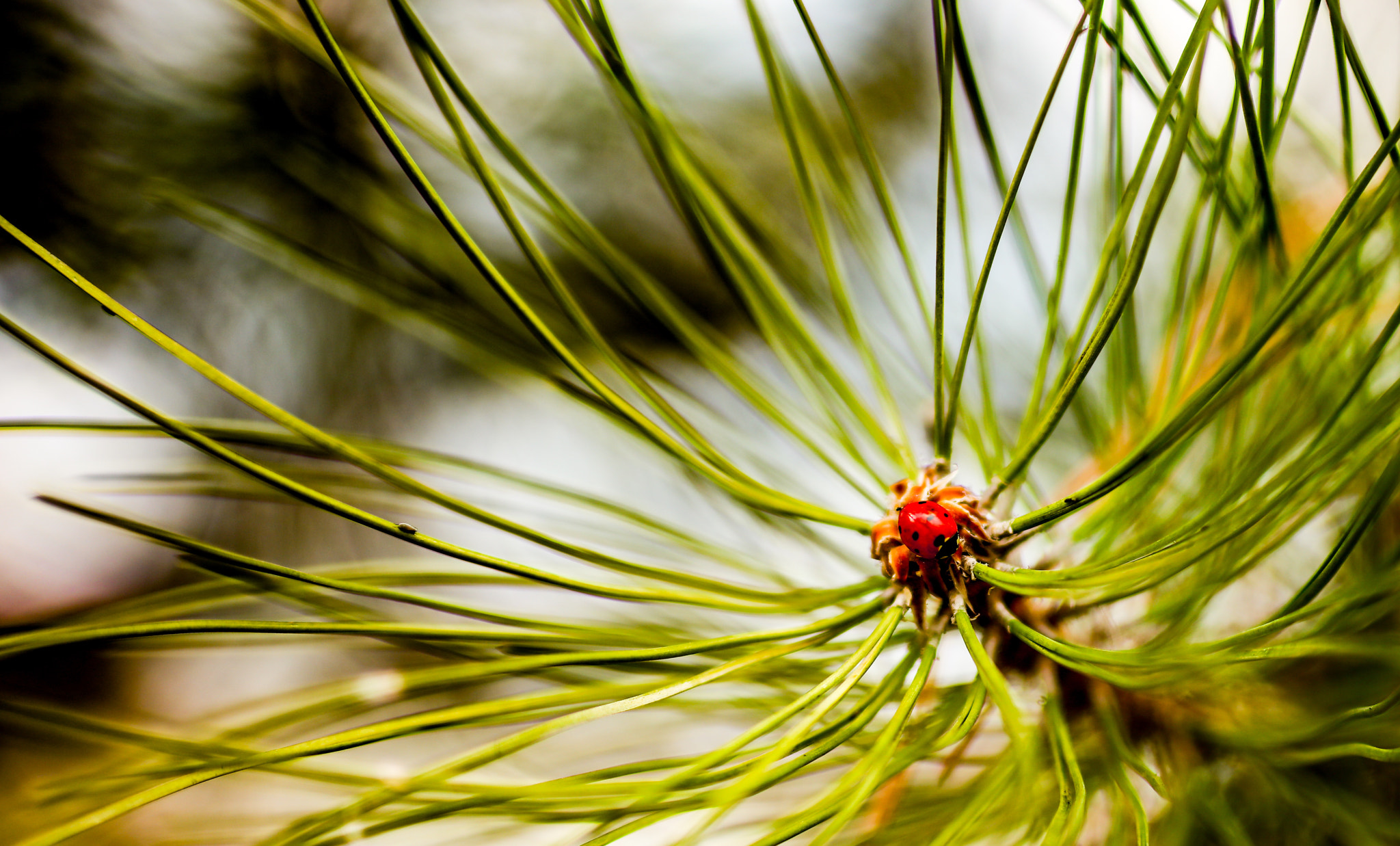 Canon EOS 5DS + ZEISS Milvus 50mm F1.4 sample photo