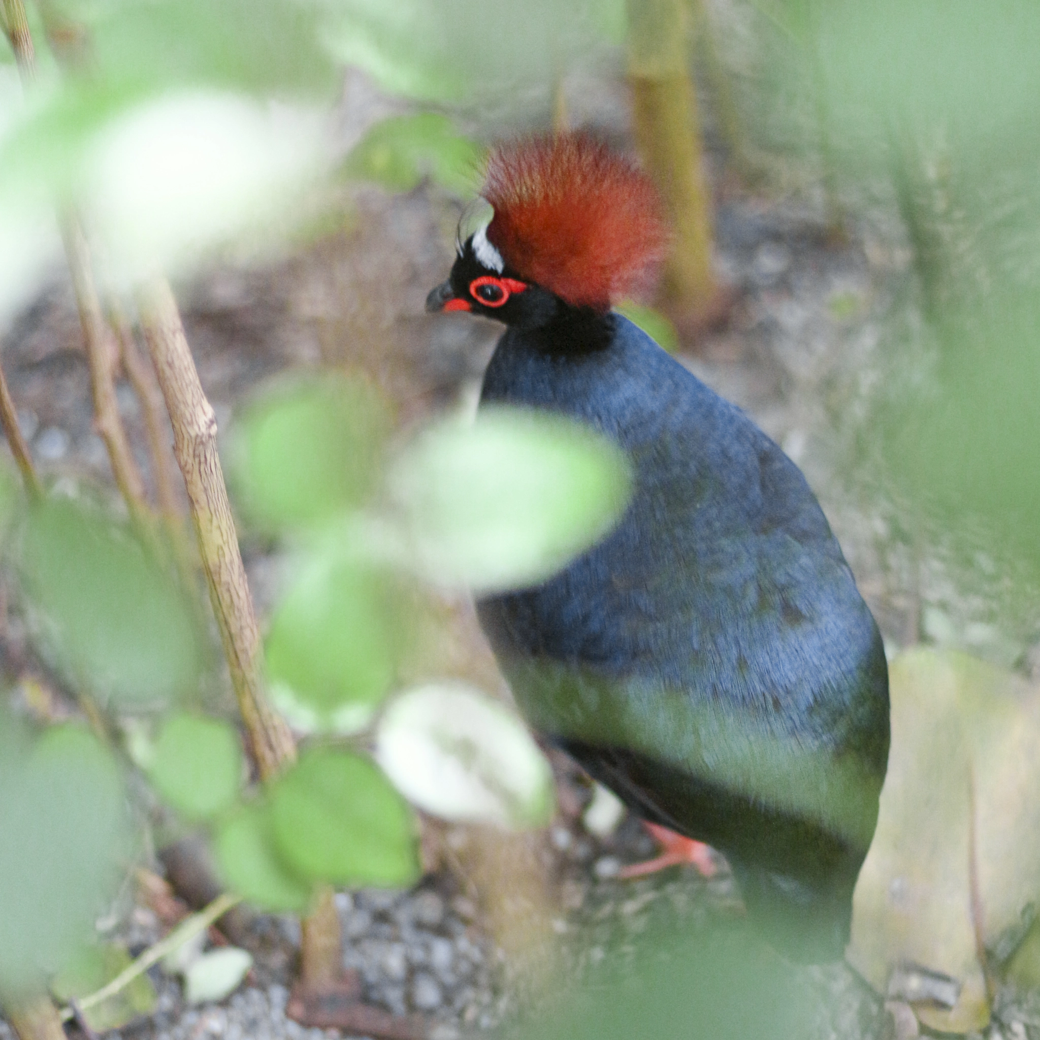 Canon EOS 100D (EOS Rebel SL1 / EOS Kiss X7) + Canon EF 50mm F1.4 USM sample photo. Crested partridge taken by myself @buzzphotography ... photography