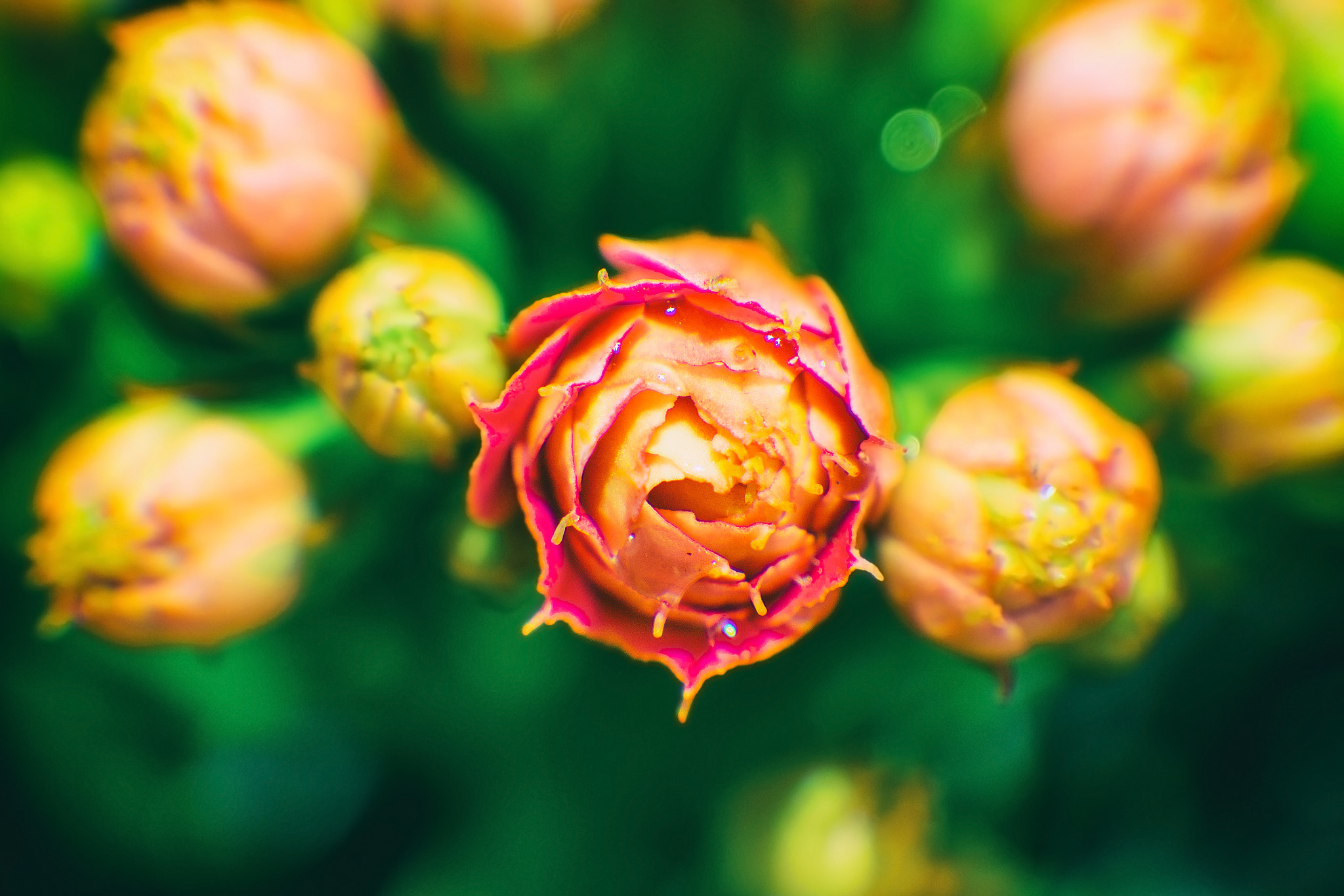 Olympus PEN E-P5 sample photo. Flower macro photography